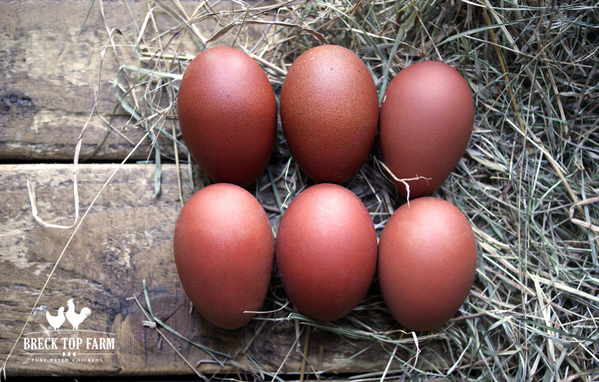 6 WELSUMMER EGGS Breck Top Farm