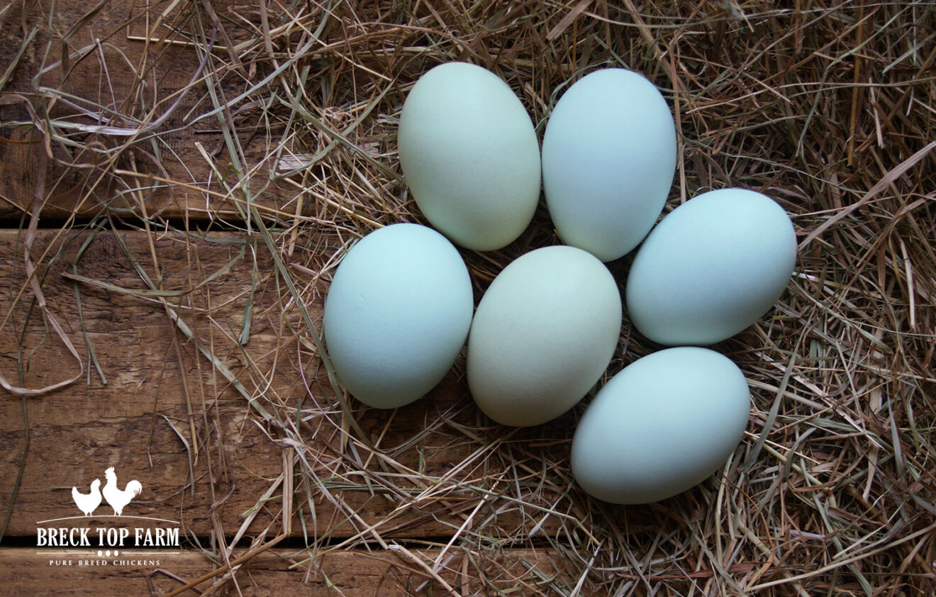 6 New Hampshire Red Eggs Breck Top Farm 1532