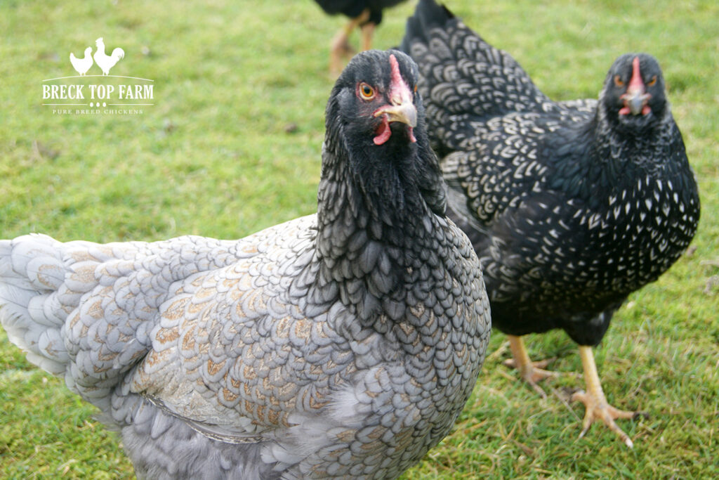 Barnevelder