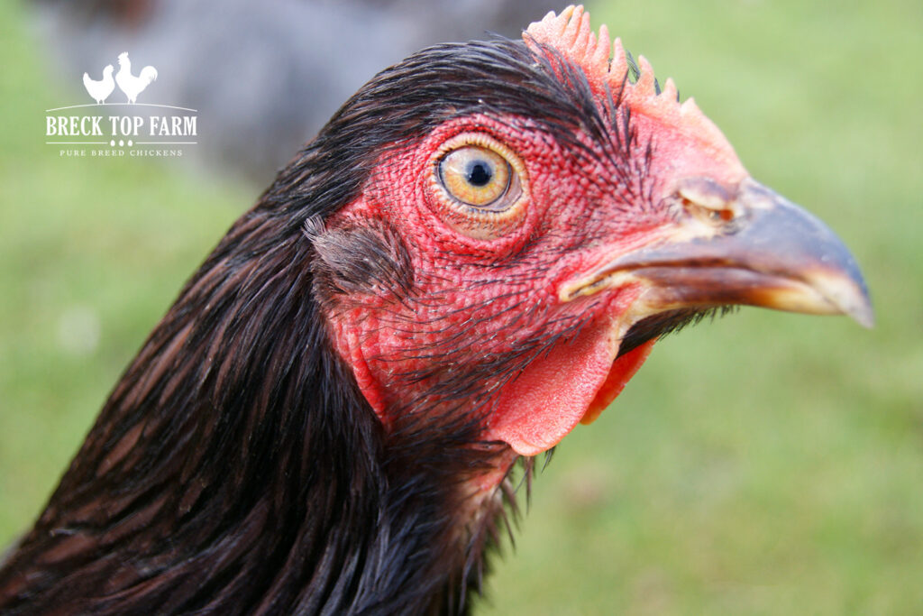 Rhode Island Red