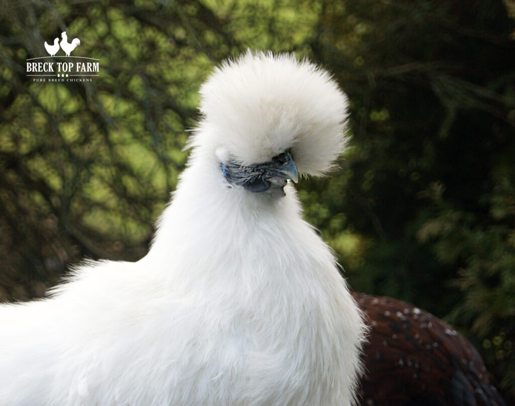 Silkie