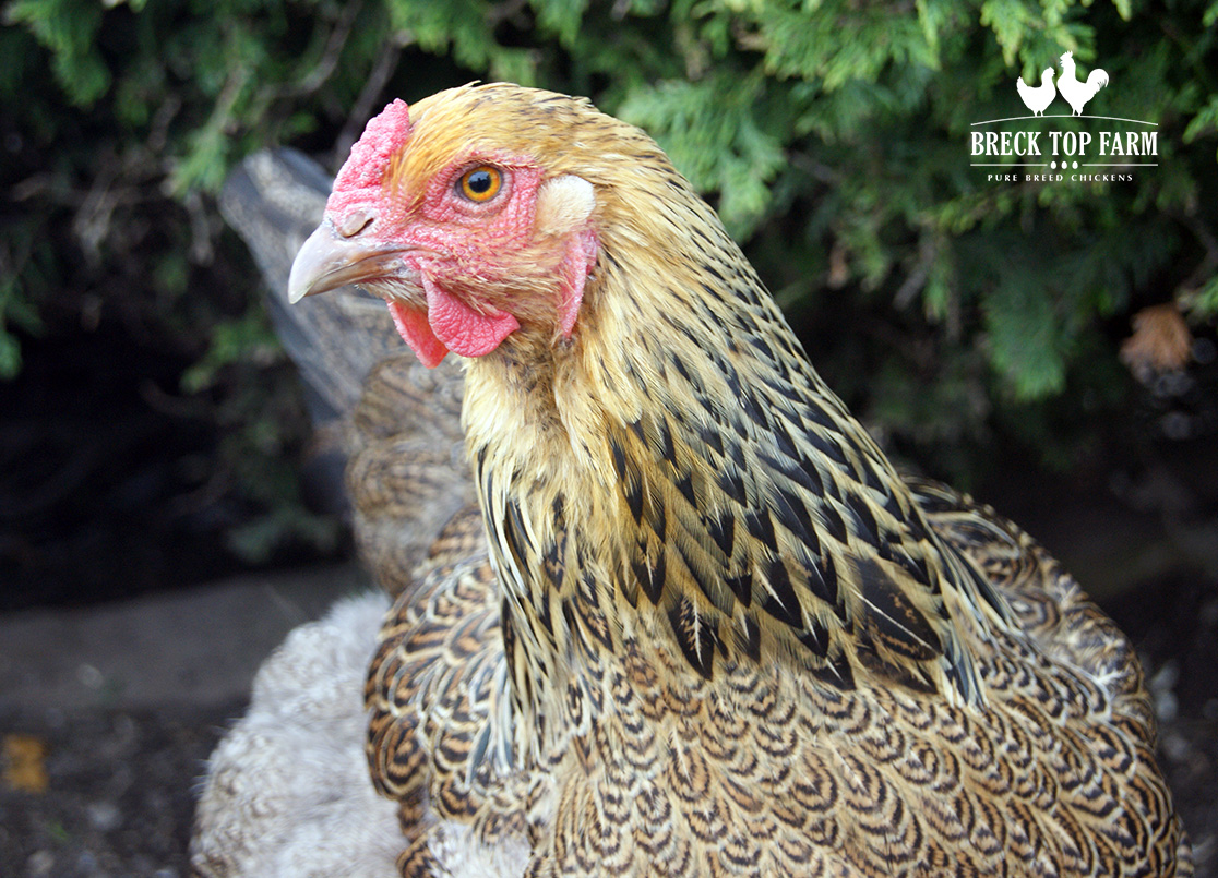 Gold Laced Brahma atualizou a foto da - Gold Laced Brahma