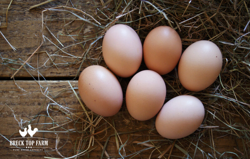 6 New Hampshire Red Eggs Breck Top Farm 2154