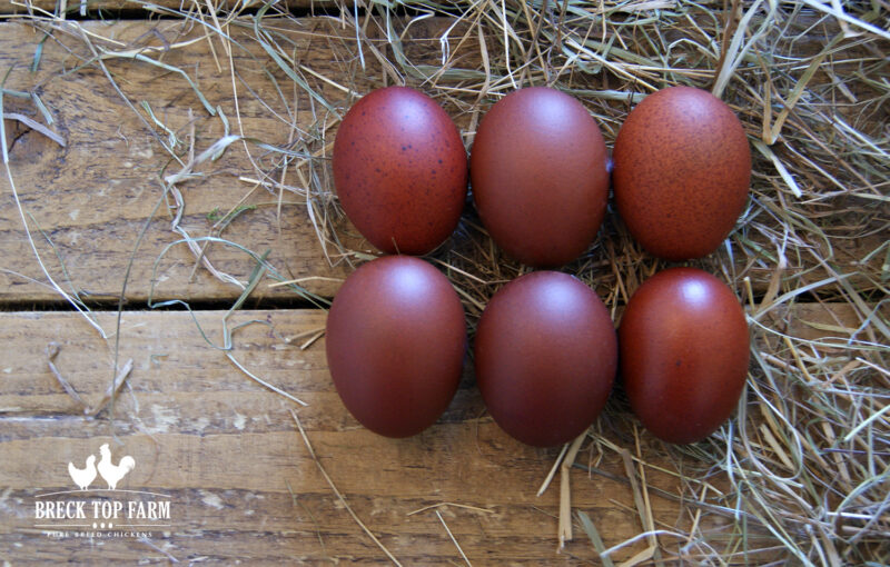 6 MARAN EGGS Breck Top Farm