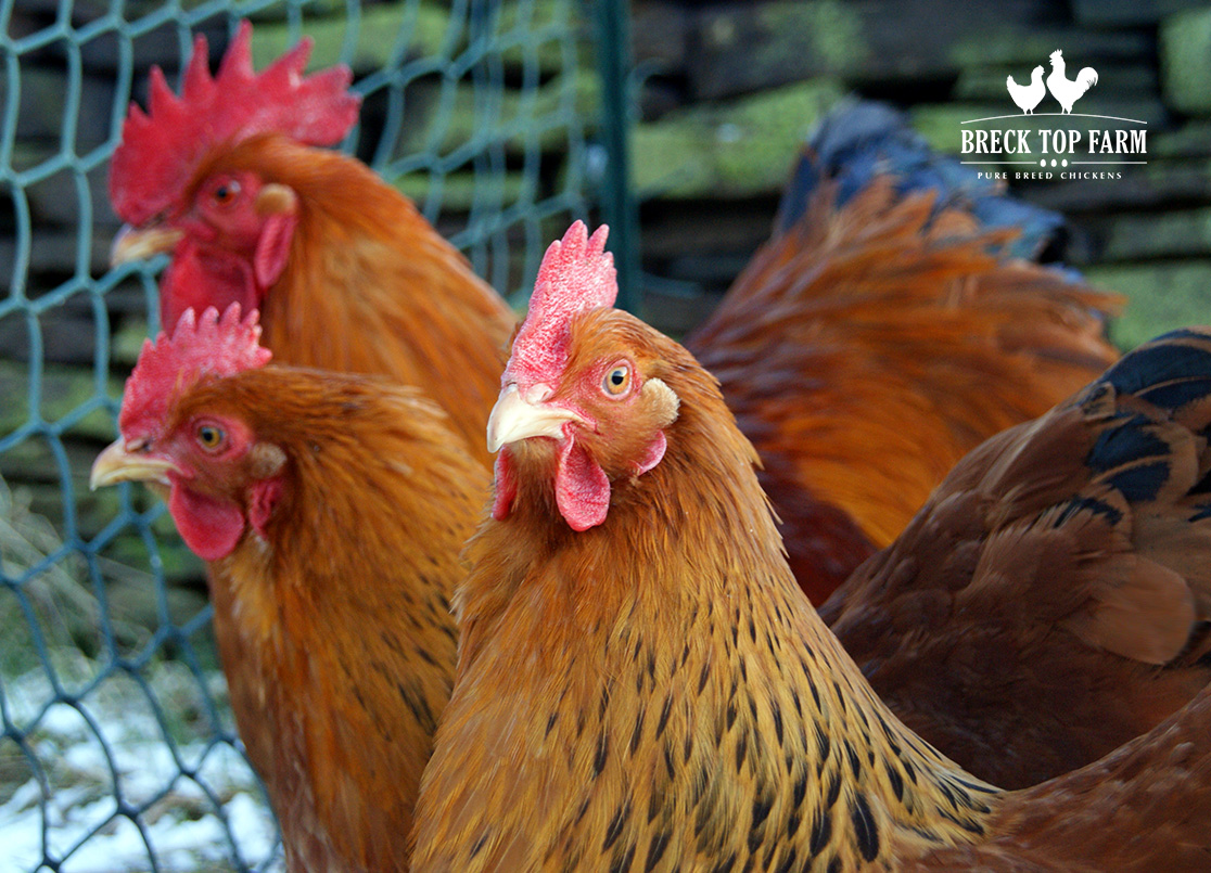 New Hampshire Red Breck Top Farm